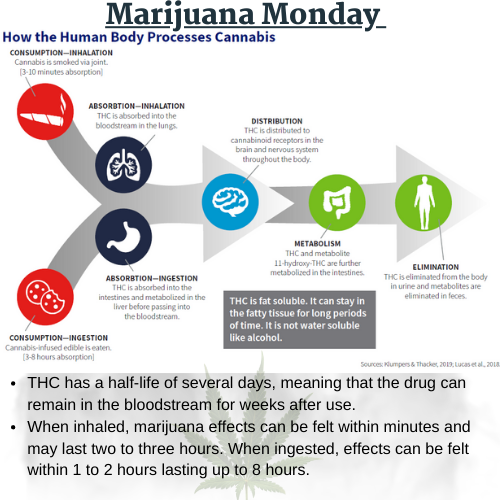 Marijuana Monday - April 20